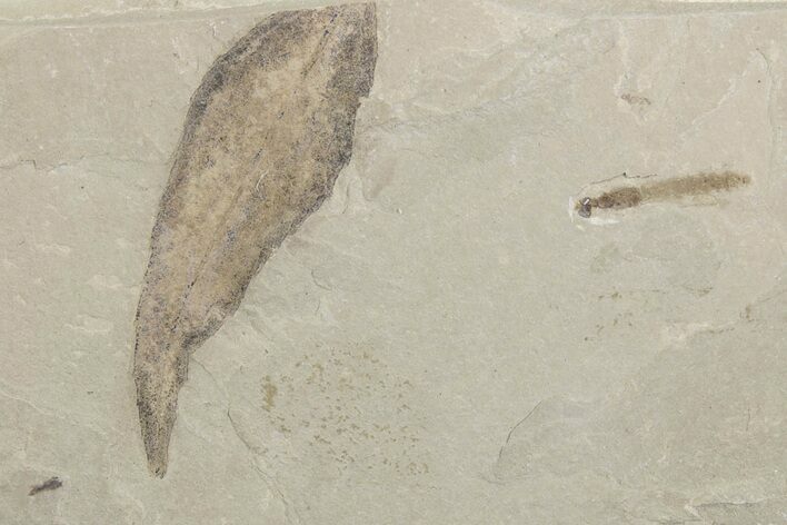 Fossil Cedrelospermum Leaf with Crane Fly - Utah #377065